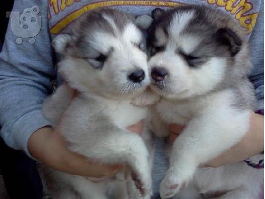 Husky (Siberian)
